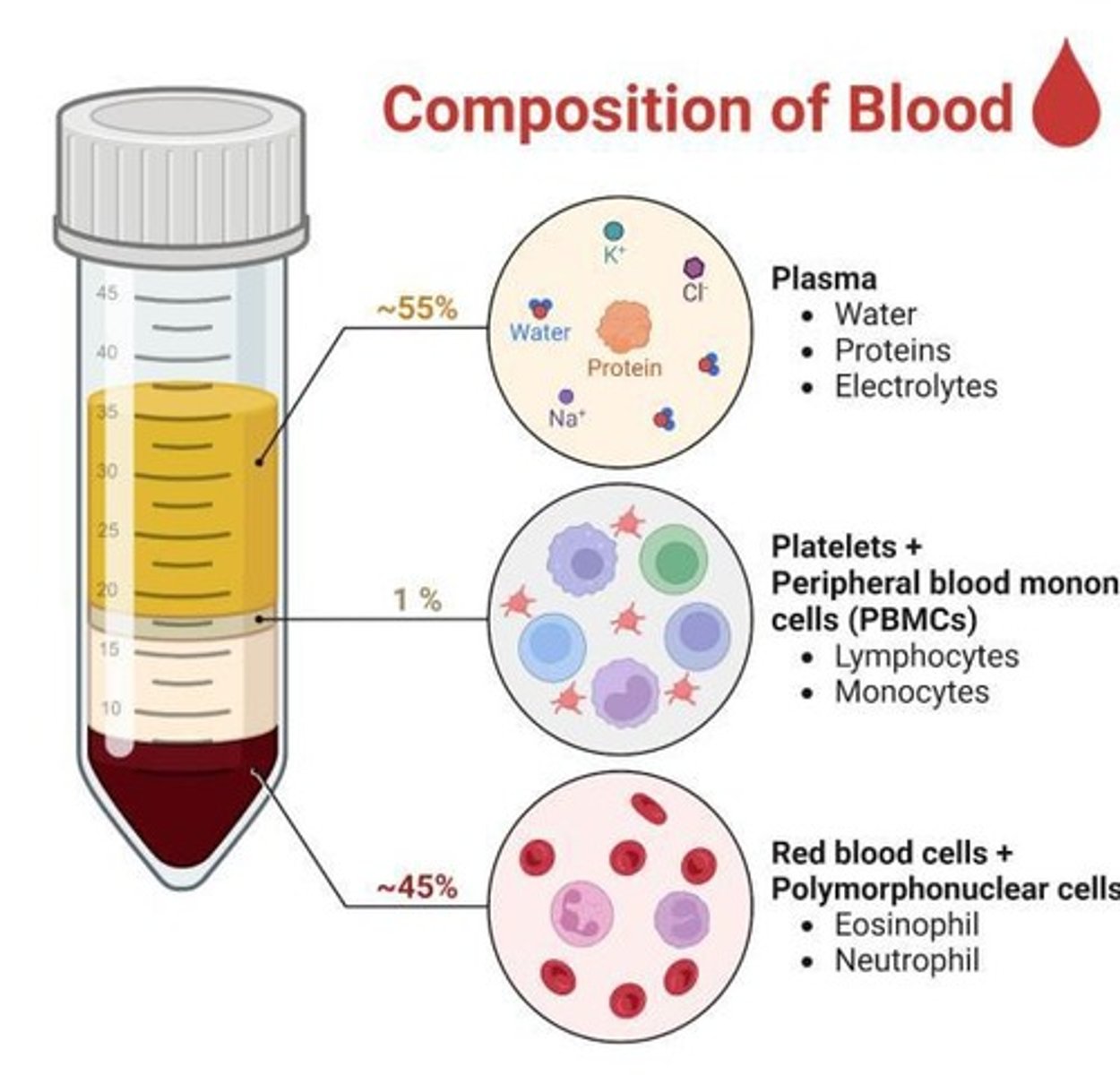 <p>Plasma, which is principally composed of water and accounts for 55% of blood content.</p>
