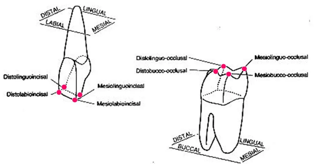 <p>The junction of three surfaces of the crown, named from those three surfaces.</p>