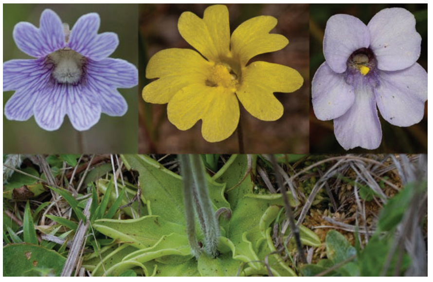 <p>Butterwort</p>
