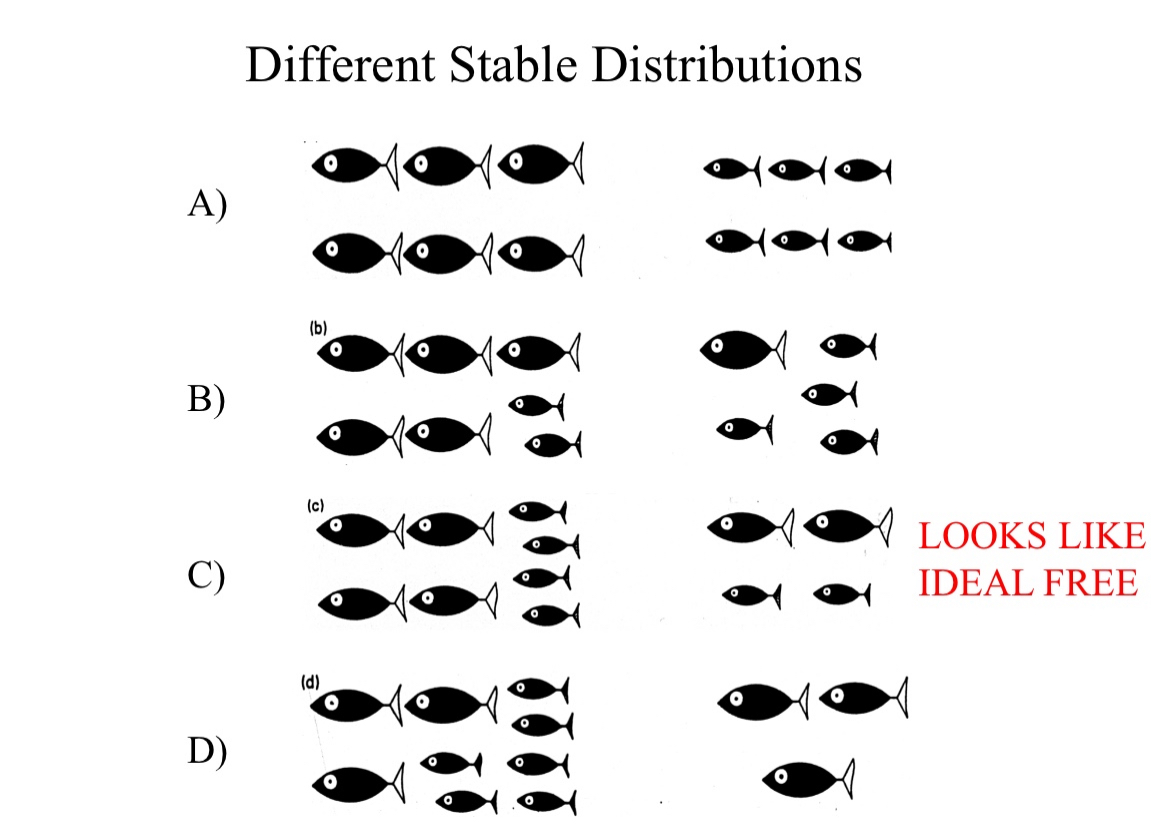 <p>Will only be ideal free if gain per individual is same in all patches</p><p>This distribution is stable but NOT ideal free</p><p>Just like the second image here, showing a distribution of large and small fish together – equal gains between patches, but not within patches</p><p>Stable and looks like IDF, but it is not!</p><p>Different stable strategy indeed</p>