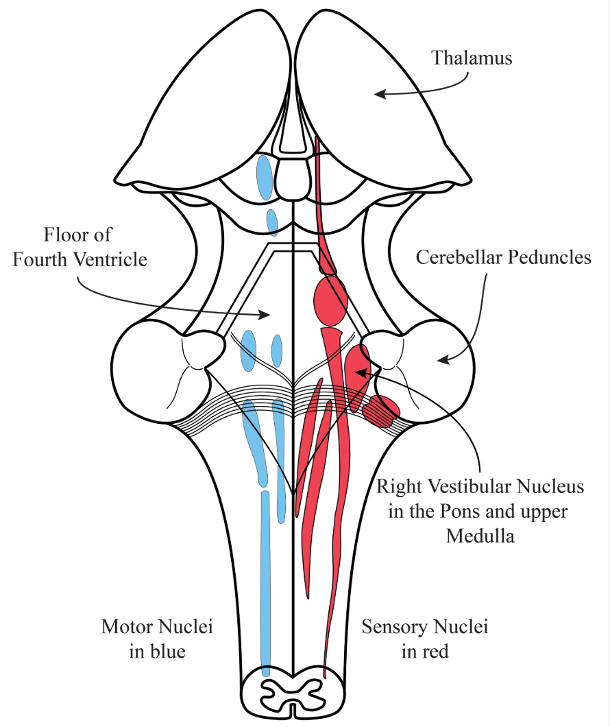 <p>Vestibular nuclei</p>