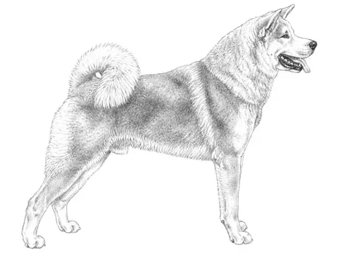 <p>Akita</p>