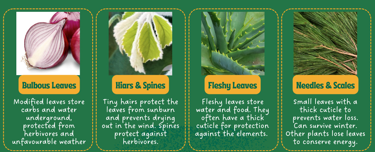 <p>bulbous leaves, hairs &amp; spines, fleshy leaves, needles &amp; scales</p>