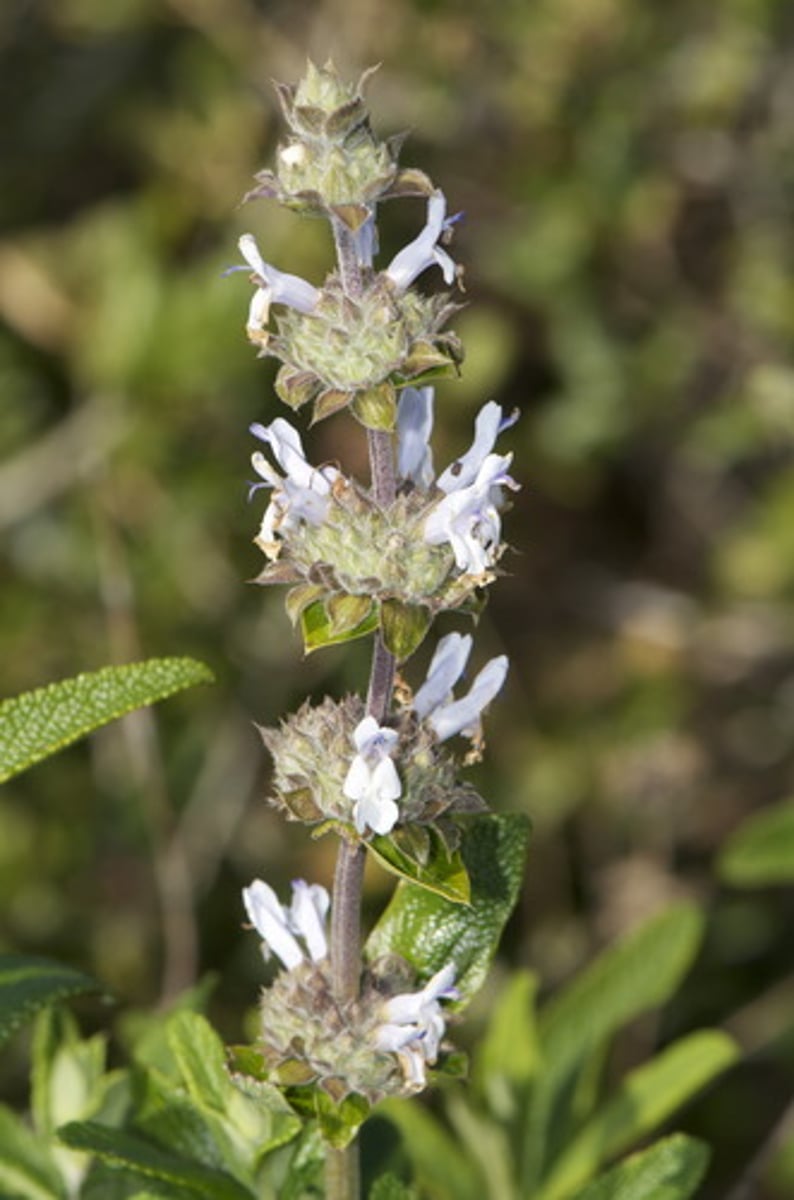 <p>black sage flowers; early spring</p>