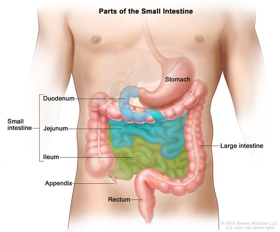 <p>what is the difference between the morphology of large intestine + small intestine tissue?</p>