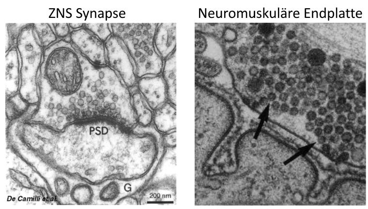 <p>- Grosse (ZNS Synapsen haben einen Durchmesser von 0.1-1um, NMEs von 30-40um)</p><p>- Keine Basallamina in ZNS Synapsen</p><p>- Keine postsynaptischen Faltungen, sondern oft "Spines"</p><p>- Mehrfach Innervierung liegt bei fast allen ZNS Neuronen vor</p><p>Ähnliche präsynaptische Elemente, unterschiedliche postsynaptische Strukturen</p>