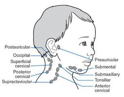 <p>behind patient , both hands</p><ul><li><p>immobile </p></li><li><p>swallows/ tongue sticking out</p></li><li><p>lymph nodes </p><ul><li><p>cervical </p></li><li><p>supraclavicular</p></li></ul></li></ul><p></p><p></p><p></p>