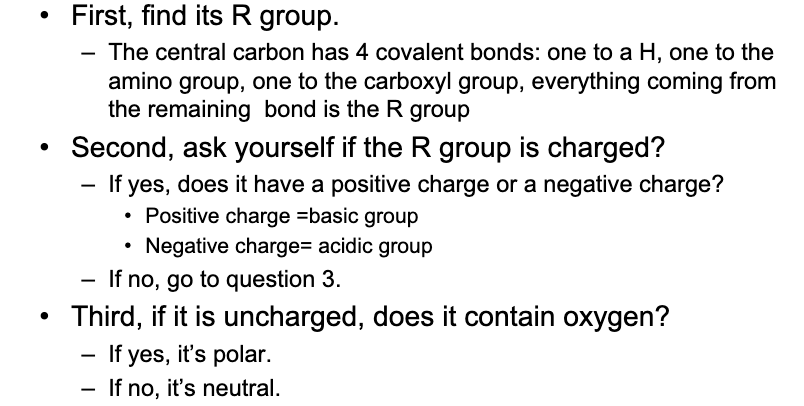 <p>amino acids have a central carbon bound to an amino group, carboxyl group, a hydrogen, and a unique R group (side chain) that gives the amino acid its properties, joined through dehydration synthesis</p>