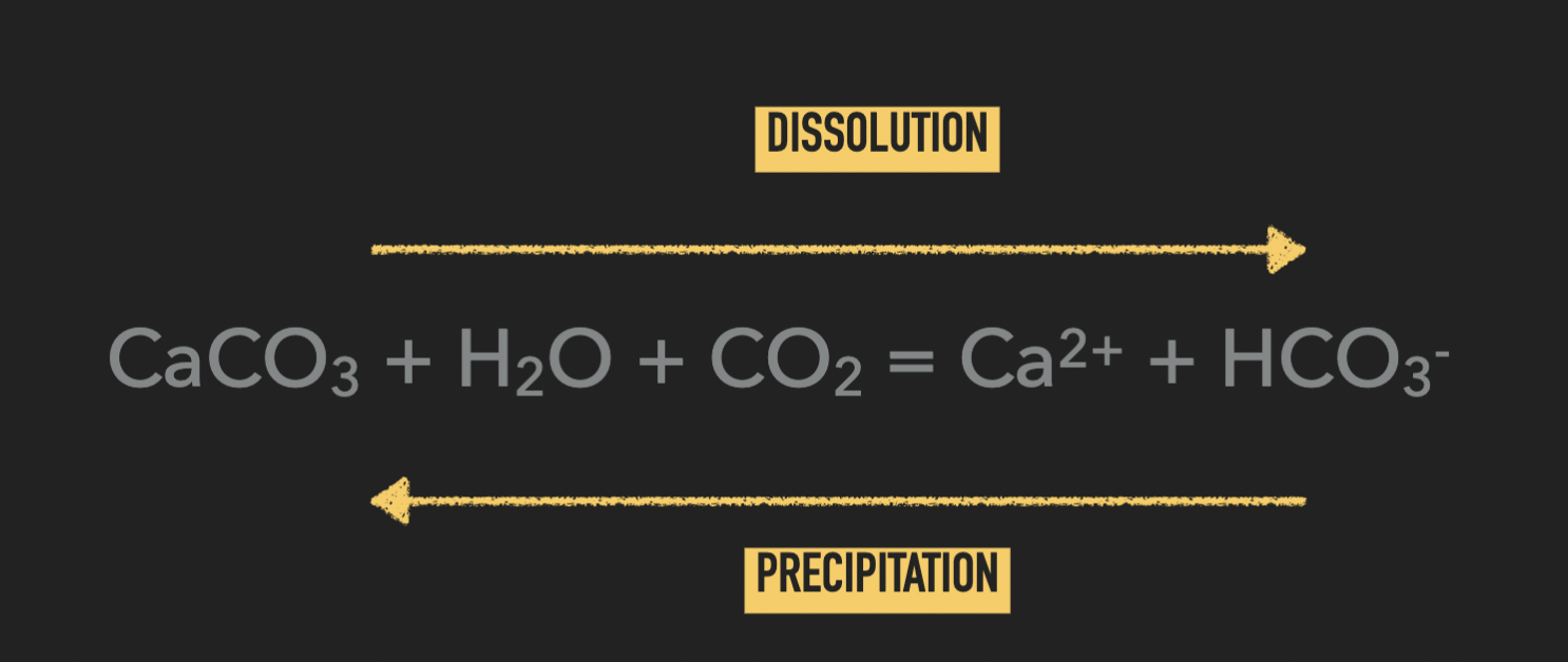 <p>CaCO3 + H2 O + CO2 = Ca2+ + HCO3-<br><br>→ dissolution<br>← precipitation</p>