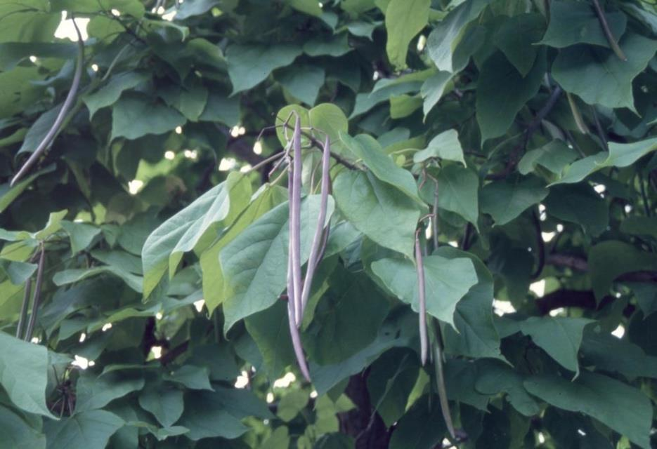 <p><em>Catalpa speciosa</em></p>