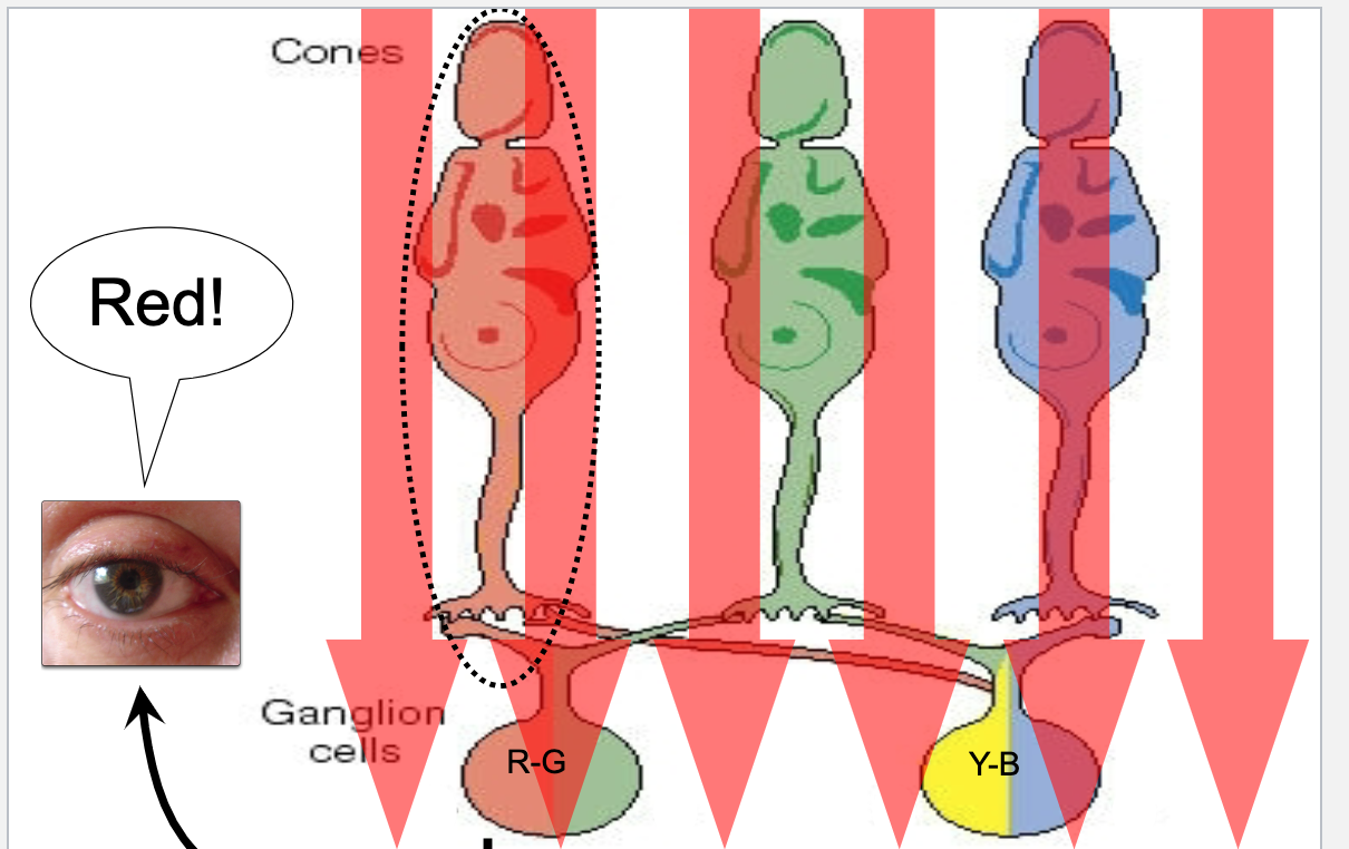 <ul><li><p><span>Red light- activates red cone-&gt;excites red/green ganglion cell-&gt; interprets as red&nbsp;</span></p><p></p></li></ul>