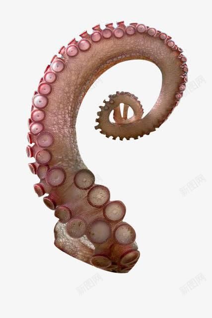 <p>tentacle</p>