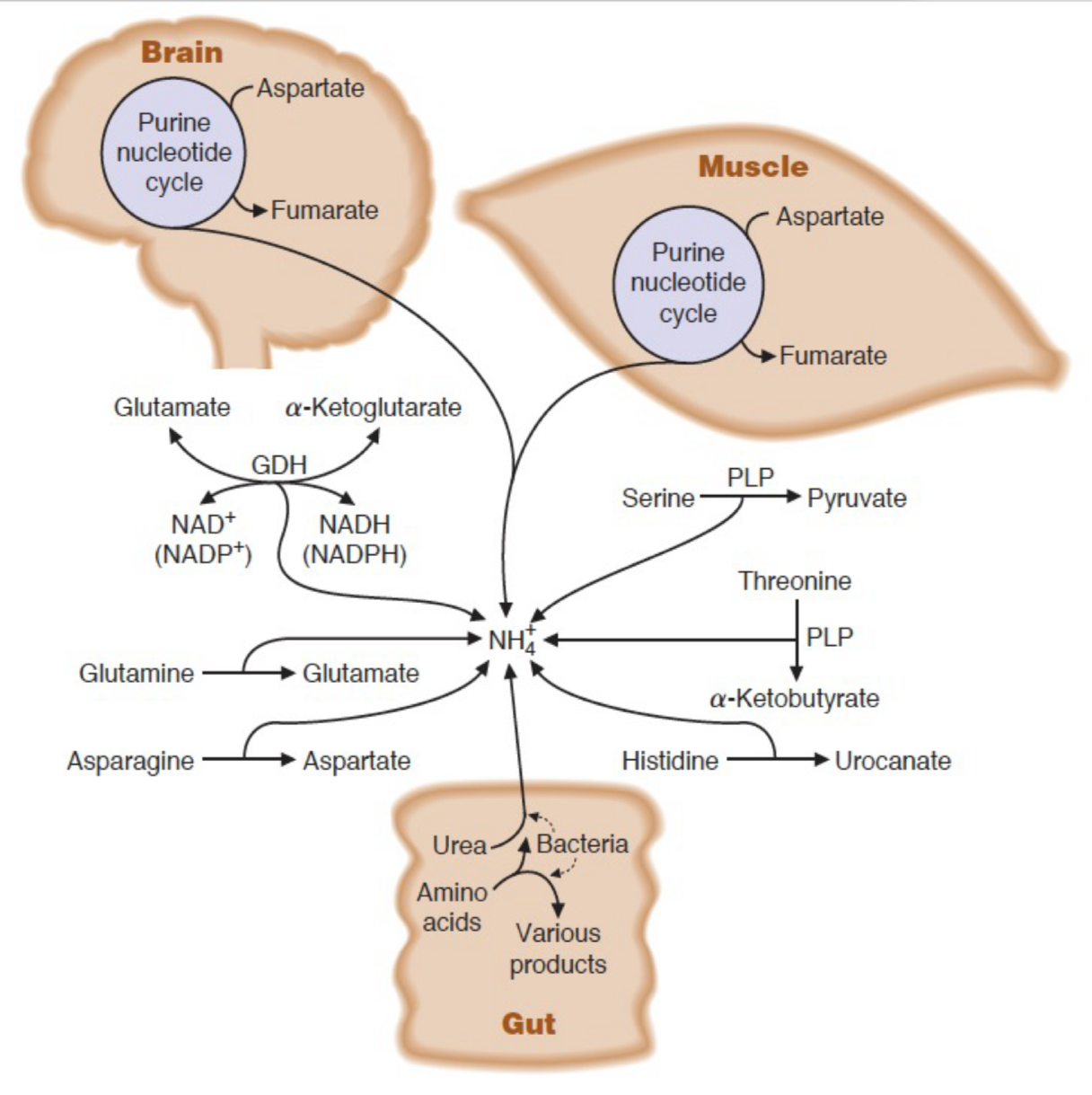 <ul><li><p>dehydratase reactions of serine and threonine</p></li><li><p>deamination of histidine</p></li><li><p>purine nucleotide degradation in muscle and brain</p></li><li><p>intestinal bacteria</p></li></ul><p></p>