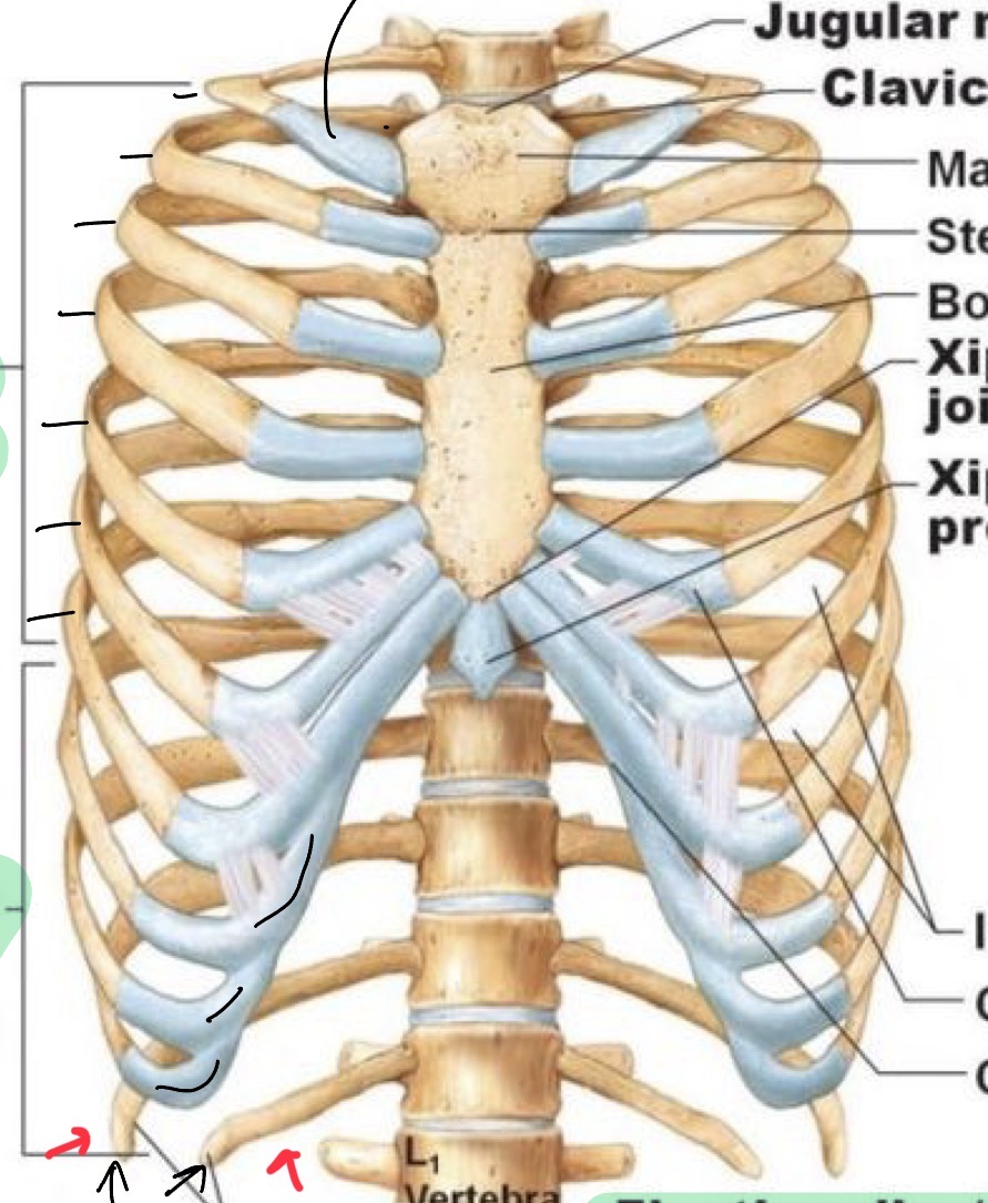 <p>11, 12, no hyaline cartilage and no connection to sternum</p>