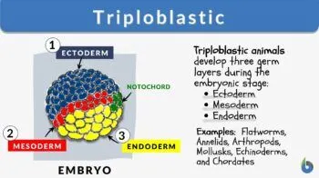 <p>triploblastic;  ectoderm, mesoderm and endodermt</p>