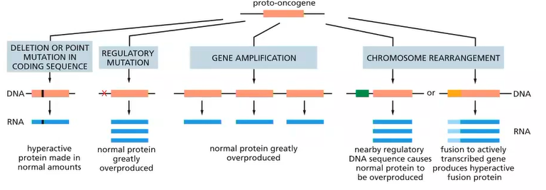 <p>promotor - 2</p><p>multiple copies of the same gene - 3</p><p>e.g Philadelphia  - 4</p>