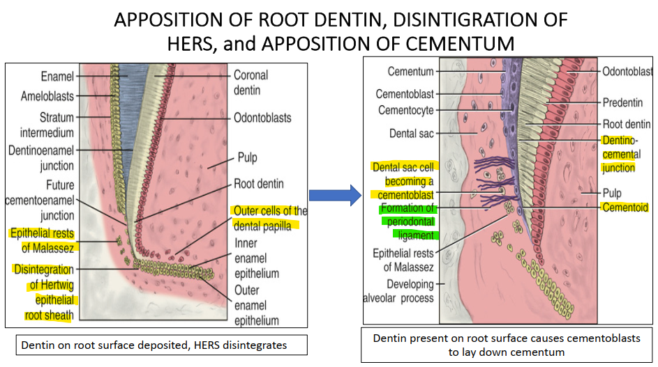 <ul><li><p>Completion of the crown</p></li><li><p>Formation of dentin (root dentin formation begins)</p></li><li><p>Lengthening of the root</p></li><li><p>Deposition of cementum</p></li></ul><p></p>