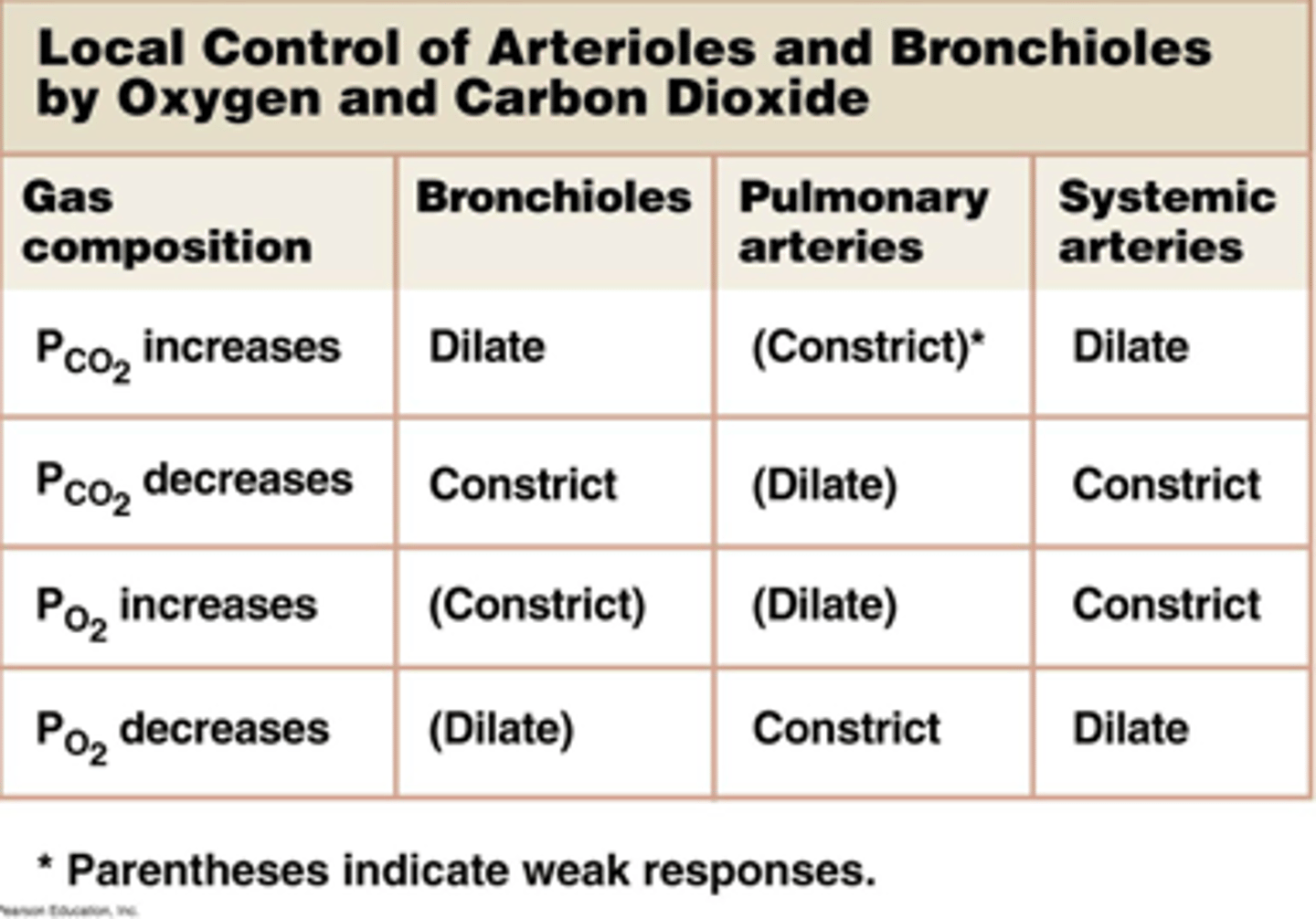 <p>matching of alveolar ventilation with pulmonary blood perfusion, ability of bronchioles to regulate airflow and arterioles to regulate blood flow</p>