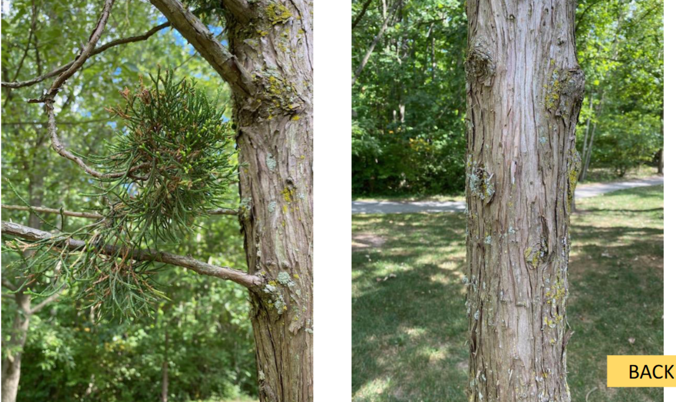 <p>Eastern red cedar </p>