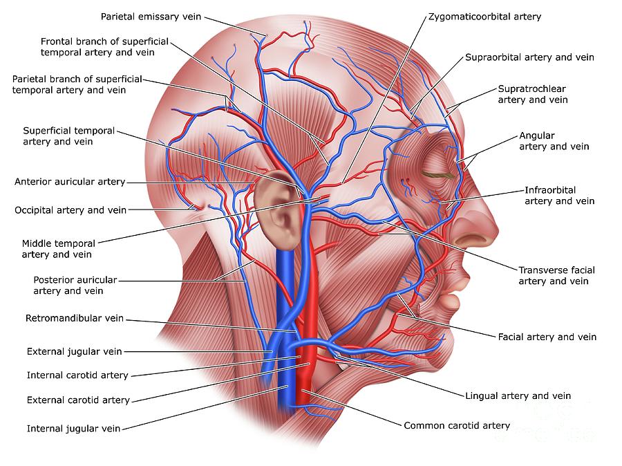 <p>common carotid artery, internal carotid artery, external carotid artery, external jugular vein, internal jugular vein, brachiocephalic artery and vein, subclavian artery and vein, superior vena cava</p>