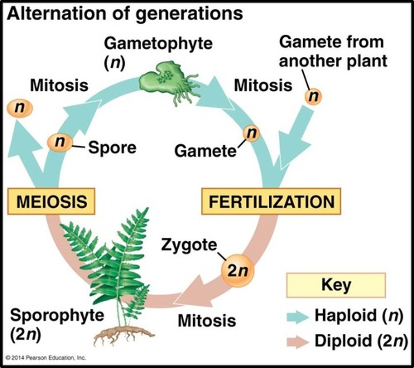 <p>diploid zygote grows into sporophyte, haploid spores through meiosis</p><p>spores germinate into new gametophyte plants</p>