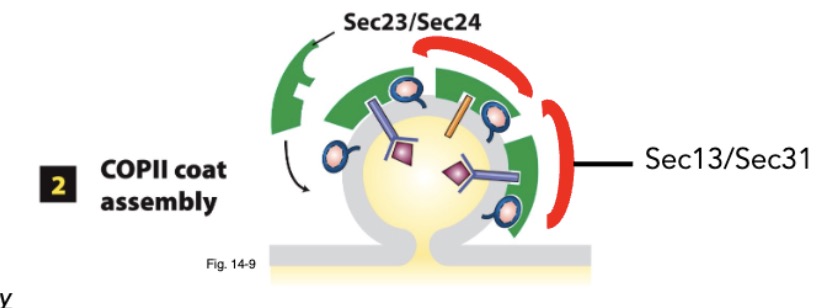 <ul><li><p>Sar1-GTP recruit Sec23/Sec24 coat proteins</p></li><li><p>Sec23/Sec24 binds sorting signals in membrane cargo protein cytosolic domains</p></li><li><p>Sec13/Sec31 coat complexes assembles into coat; complete coat assembly</p></li><li><p>after coat assembles: COPII vesicle, w Sec23/Sec24 + v-SNARES, pinches off ER membrane</p></li></ul>