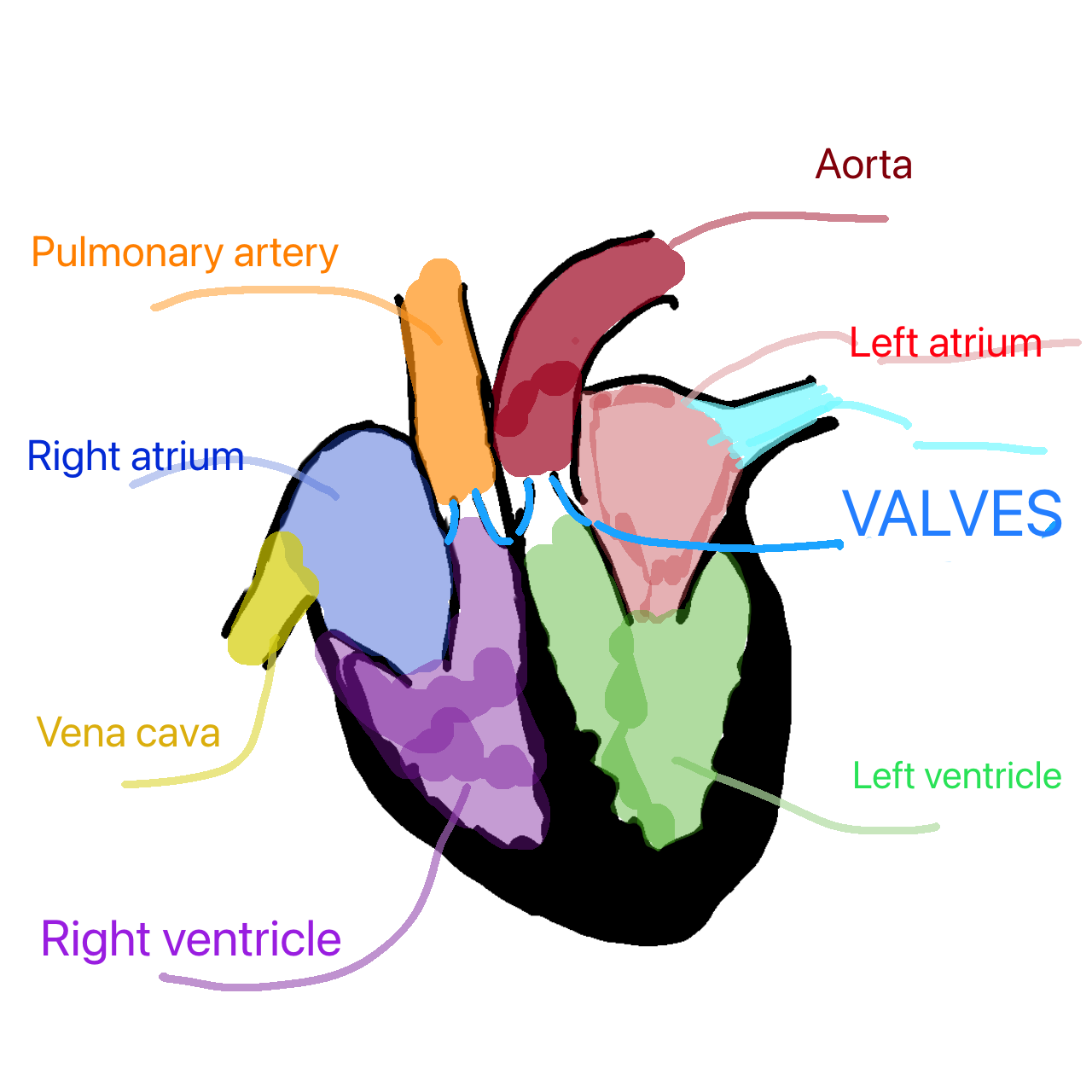 <p>muscular because they need to pump blood round the whole blood</p>