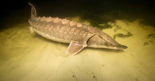 <p><span><span>Inhabits the </span></span>Gulf of Mexico<span><span> and spawns in a number of </span></span>rivers<span><span> that drain into it, from southern </span></span>Florida<span><span> west to eastern </span></span>Louisiana</p>