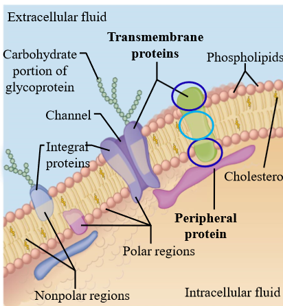 <p>Amphipathic Proteins inserted into the phospholipid bilayer and span across the membrane</p><ul><li><p>Often used as transported or channels</p></li><li><p>Outer proteins are hydrophilic, internal proteins (in membrane) are hydrophobic</p></li></ul><p></p>