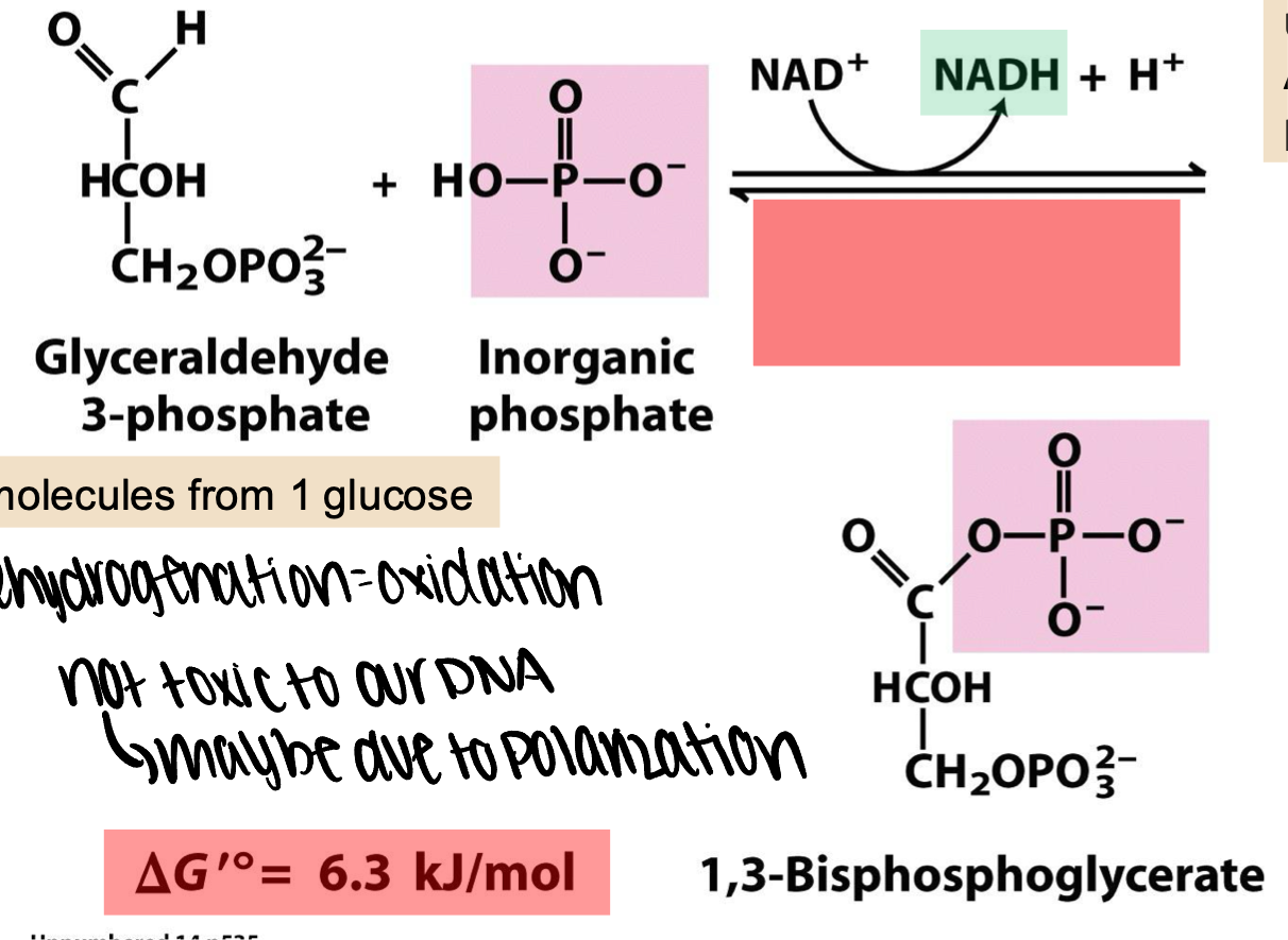 <p>this energy creates an energy rich acyl phosphate from inorganic phosphate </p>
