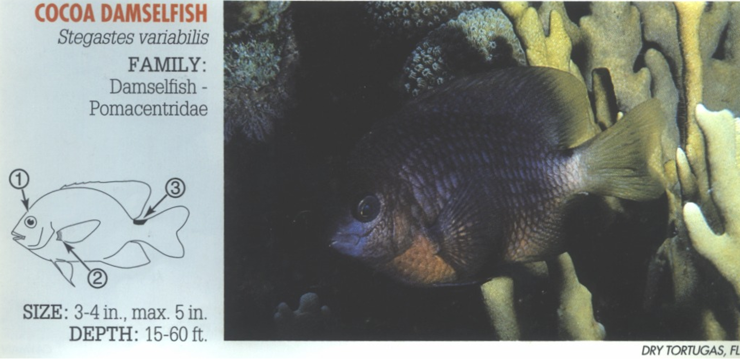 <p><span>1. Area around eyes dark. (Similar Threespot Damselfish, <em>S. planifrons</em>, has yellow-gold crescent above eyes.) 2. Dark spot on base of pectoral fin. 3. Dark spot usually present on upper base of tail.</span></p>
