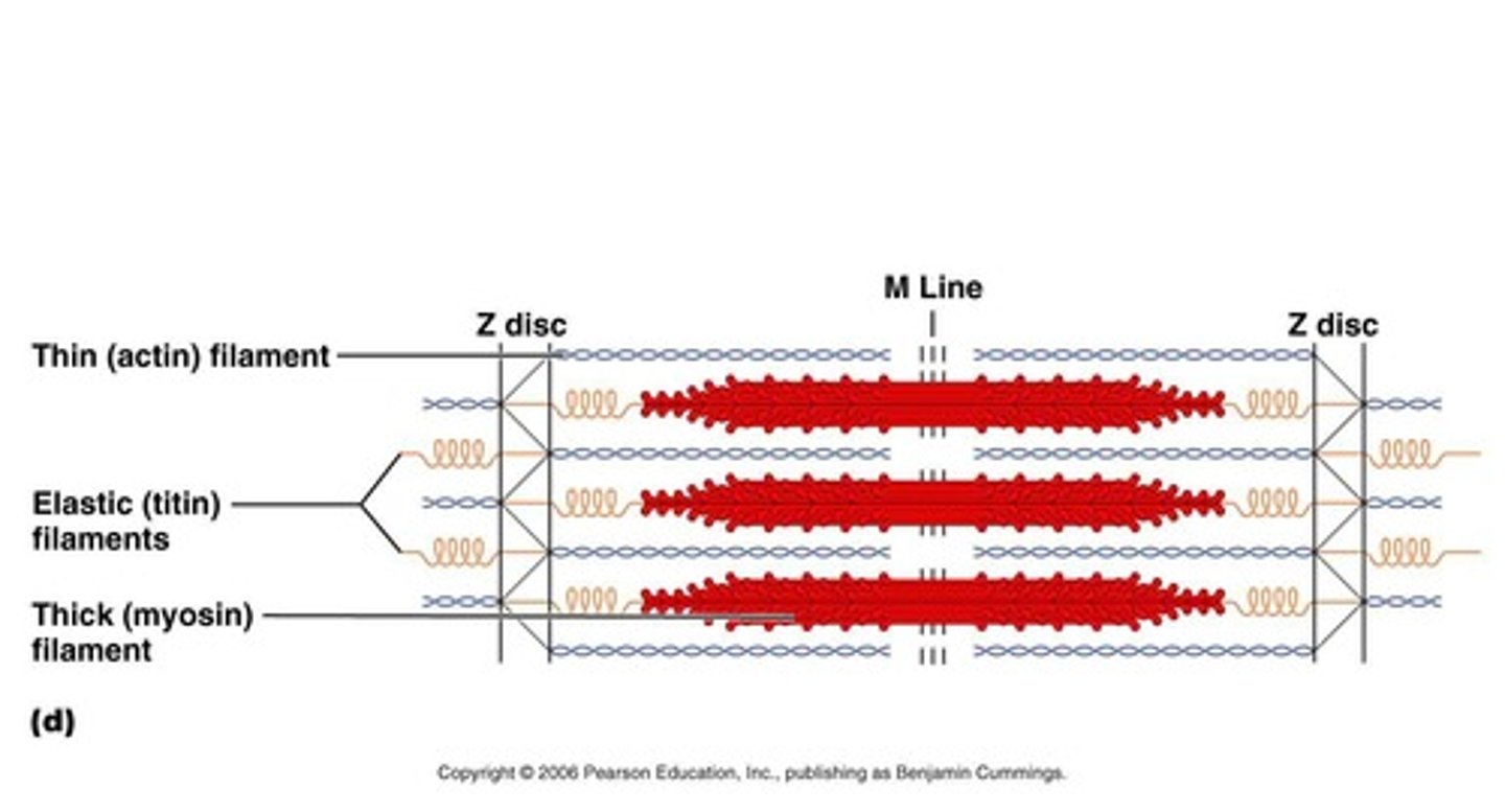 <p>The contractile unit of muscle fibers, located between two Z discs.</p>