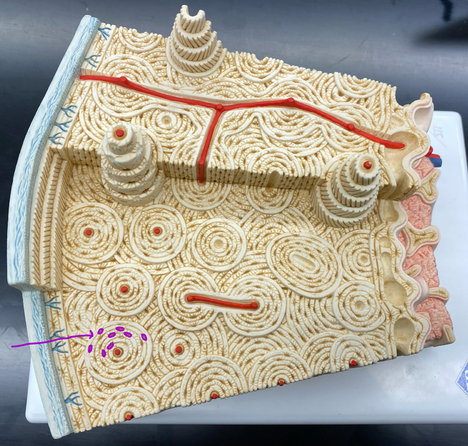 <p>Identify the name of this structure</p>