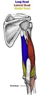 <p>posterior humerus (radial groove)</p>