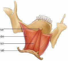 <p>Muscle that runs from genu to hyoid; Deep to mylohyoid (C in image)</p>