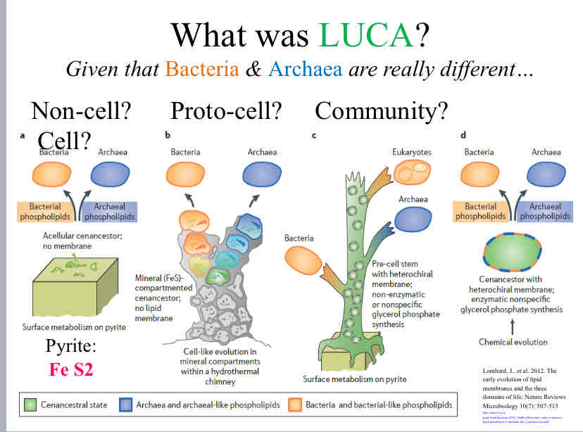 <p>Luca Hypothesis</p>