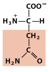 <p>Which amino acid is this?</p>