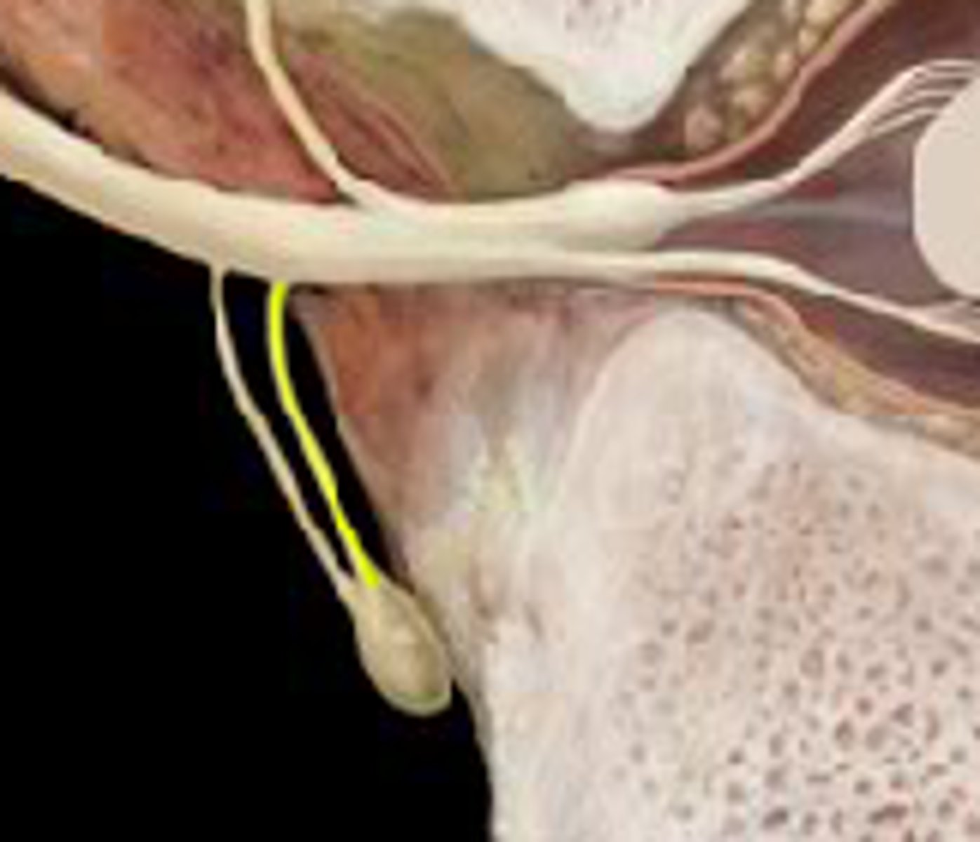 <p>unmyelinated nerves, return from sympathetic ganglion to rejoin spinal nerve (postganglionic fibers)</p><p>more medial</p>