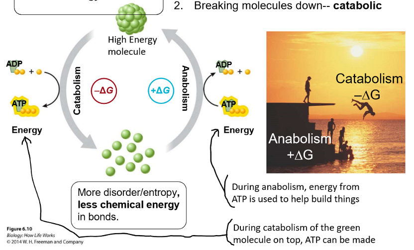 <p>cycle</p><p>high energy molecule → catabolism, broken down molecules (-deltaG), ATP can be made → low chemical energy molecule with more disorder/entropy → anabolism, energy/ATP is used to build molecules (+deltaG) → high energy molecule</p>