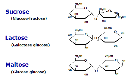 <p><span>Two sugar rings (ex./ sucrose).</span></p>