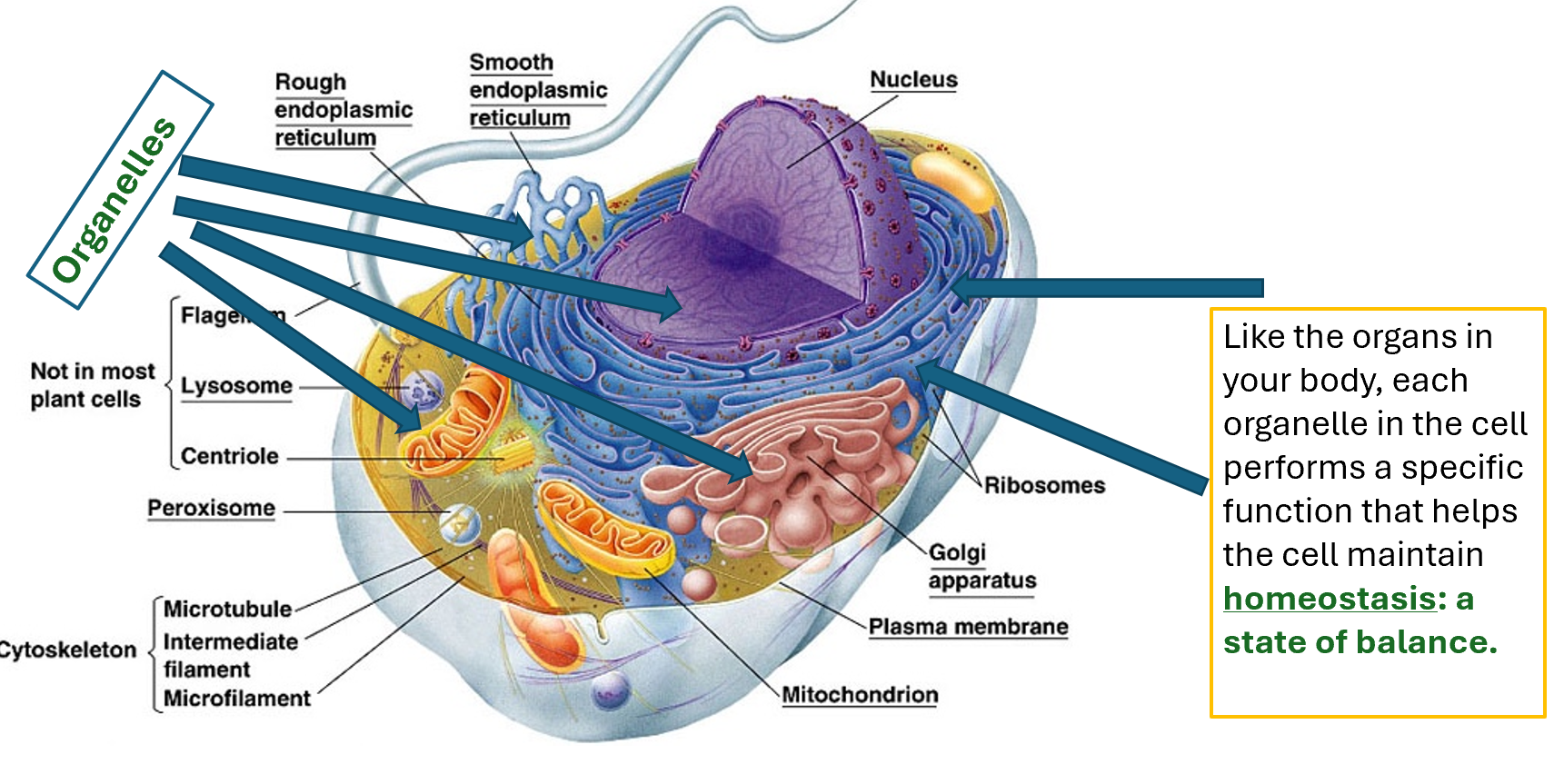 <ul><li><p>Highly compartmentalised</p></li><li><p>molecules trafficking</p></li><li><p>Nucleus containing DNA</p></li><li><p>Can be unicellular or multicellular</p></li><li><p>Can be asexual or sexual reproduction</p></li></ul><p></p>