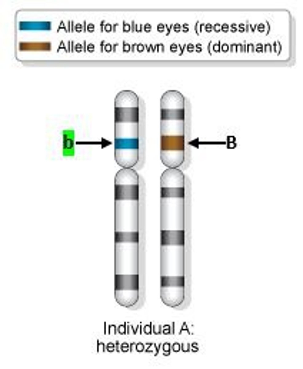 <p>A version of a gene that is not expressed if paired with a different type of allele. Represented by a lowercase letter.</p>