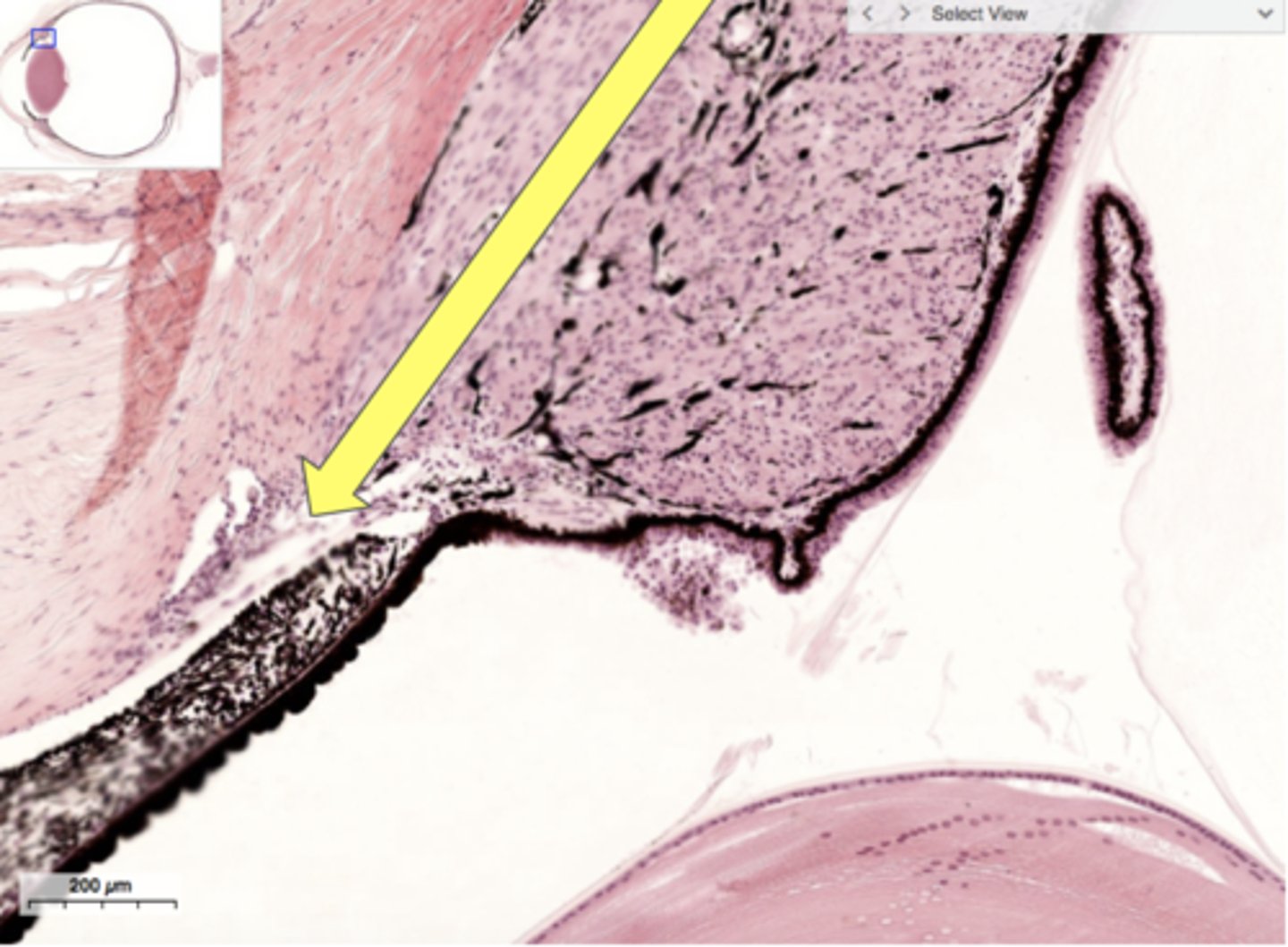 <p>Identify the specific structure</p>