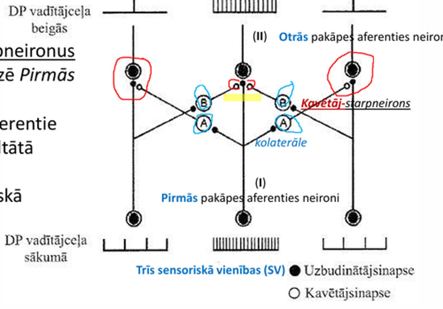 <p>kavētāj-starpneironus aktivizē pirmas pakāpes laterālie aferentie neironi kā rezultātā notiek PREsinaptiskā kavēšana</p>