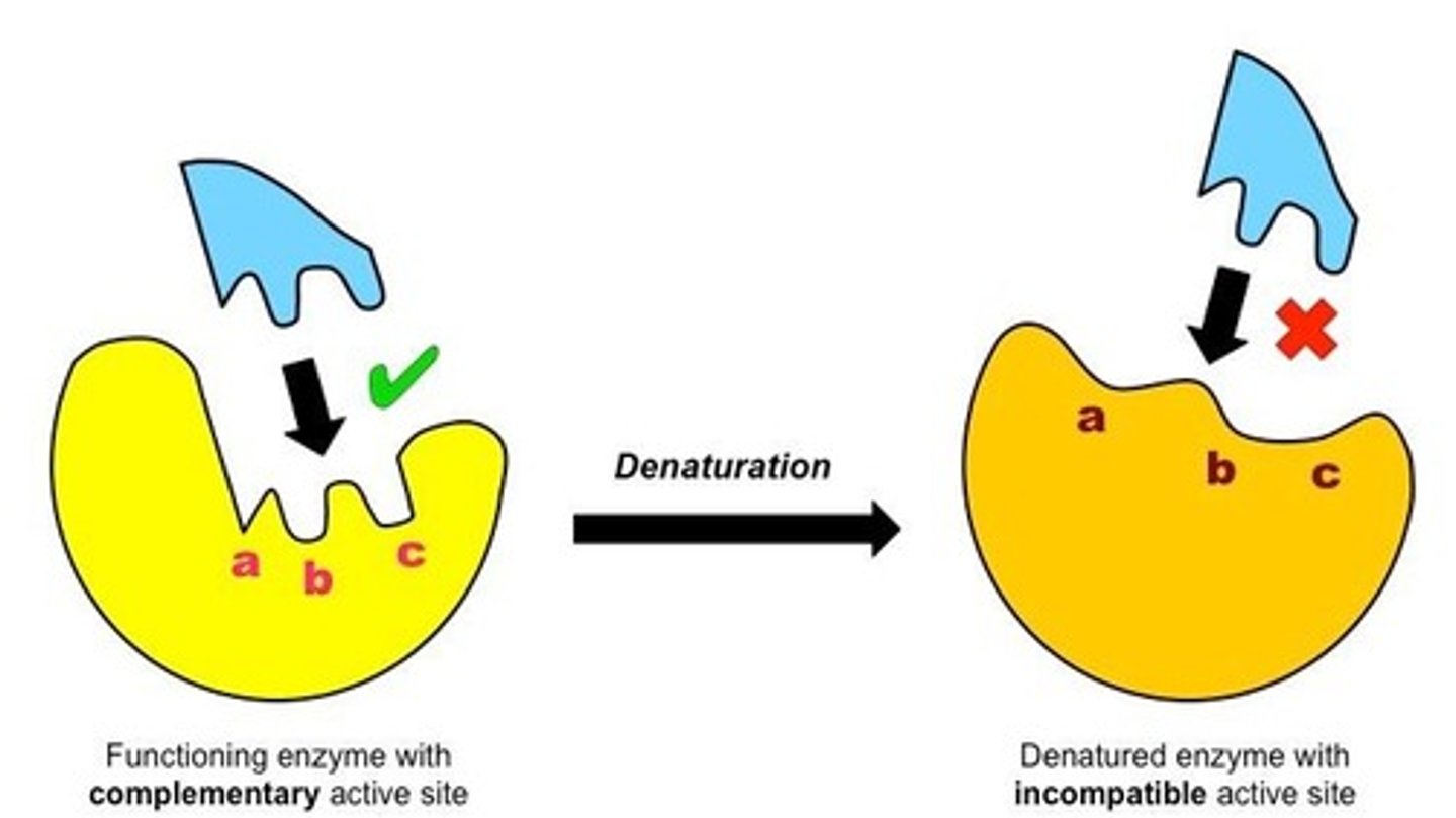 <p>Enzymes can denature, losing their structure and function.</p>