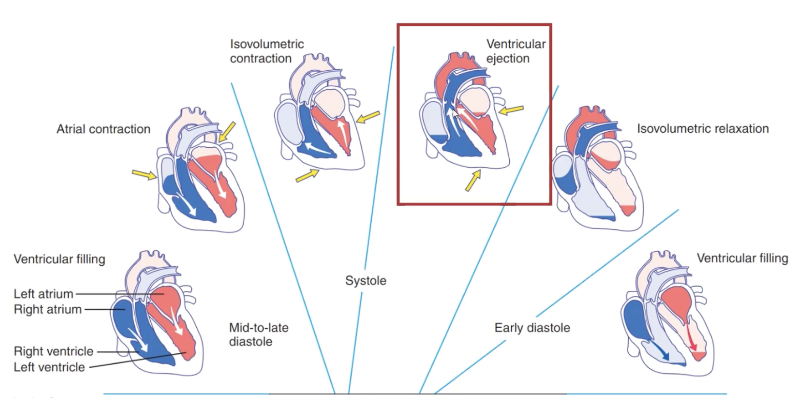 <ul><li><p>Blood is ejected into the aorta and pulmonary arteries through the semilunar valves</p></li><li><p>Ventricular volume decreases falling below aortic pressure.</p></li><li><p>This causes the semilunar valves to close (marks being of diastole as blood is no longer being ejected)</p></li></ul><p></p>