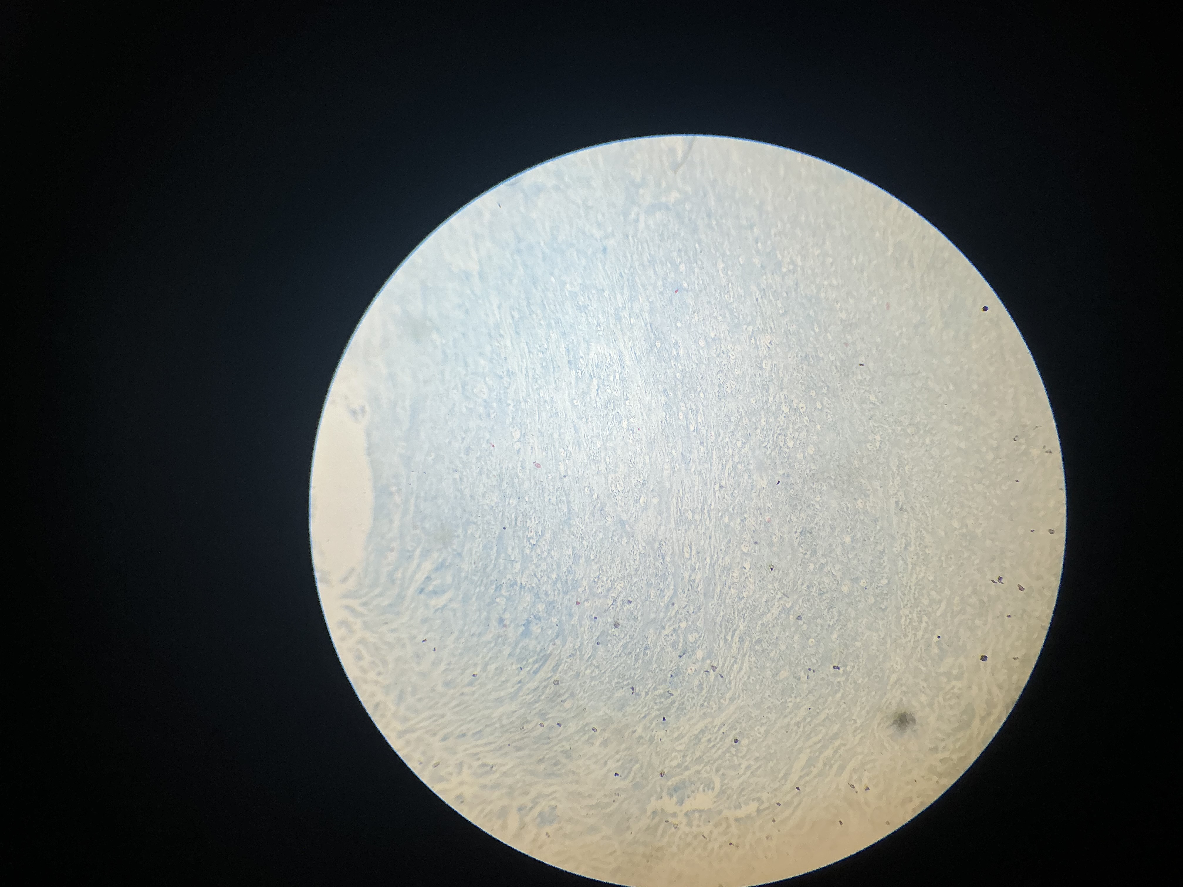 <p>what tissue is this?</p>