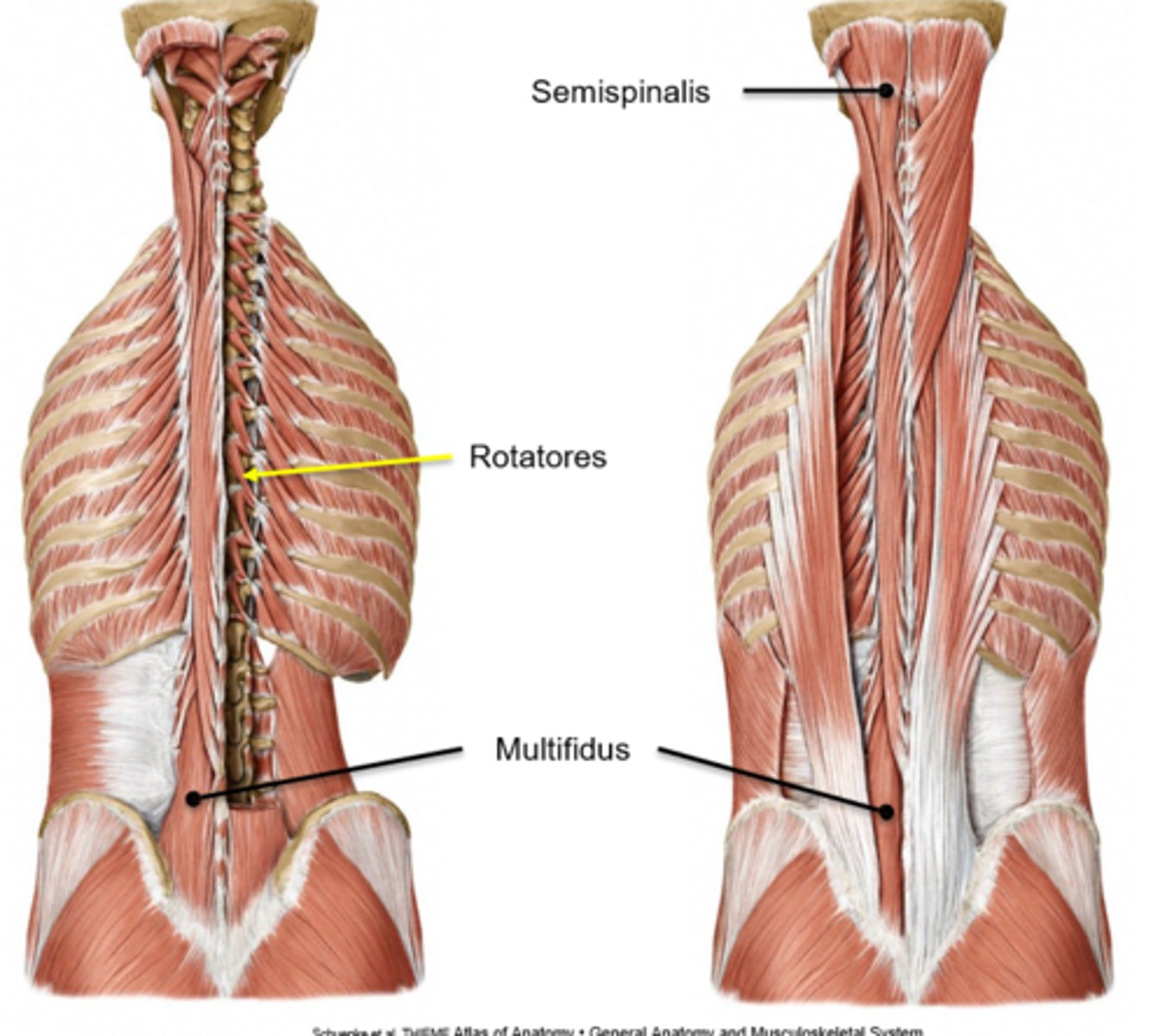 <p>- semispinalis</p><p>- multifidus</p><p>- rotatores</p><p>- minor deep intrinsic muscles</p>