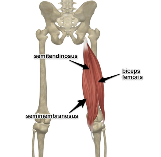 <p>Flexes knee and extends hip</p><p>Antagonist: Quadriceps</p>