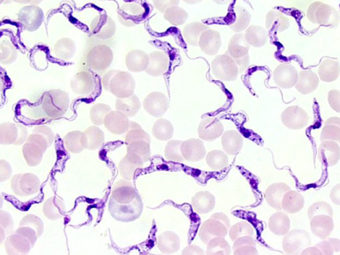 <p>Name the species</p>